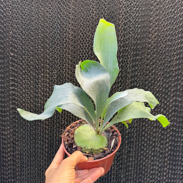 קרן אייל הילי × ראיג'ין (Platycerium Hillii × Raijin)