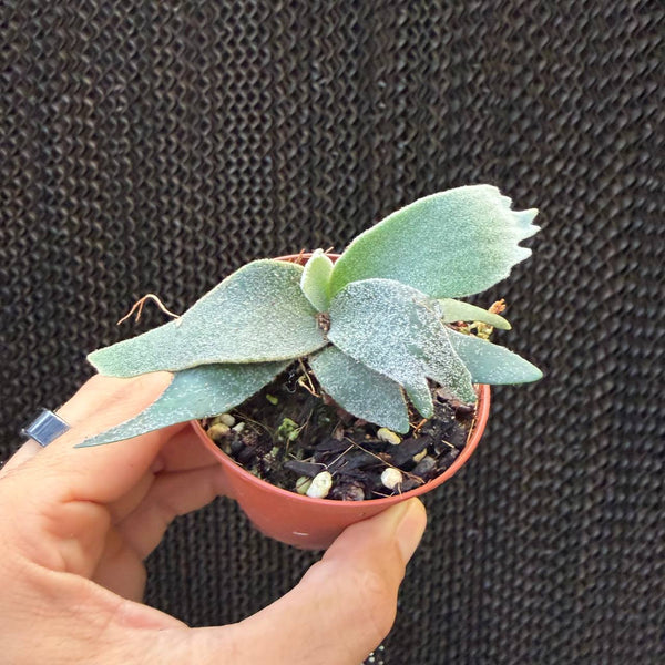 קרן אייל בקטריה ננסית (Platycerium Bacteria Dwarf)