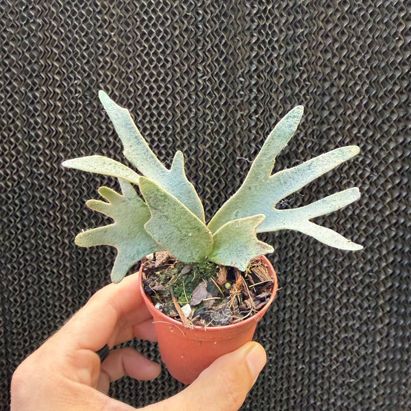 קרן אייל OMG ננסית (Platycerium Dwarf OMG)