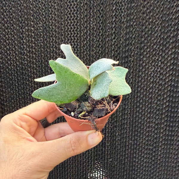 קרן אייל ג'ני ננסית (Platycerium Dwarf Jenny)