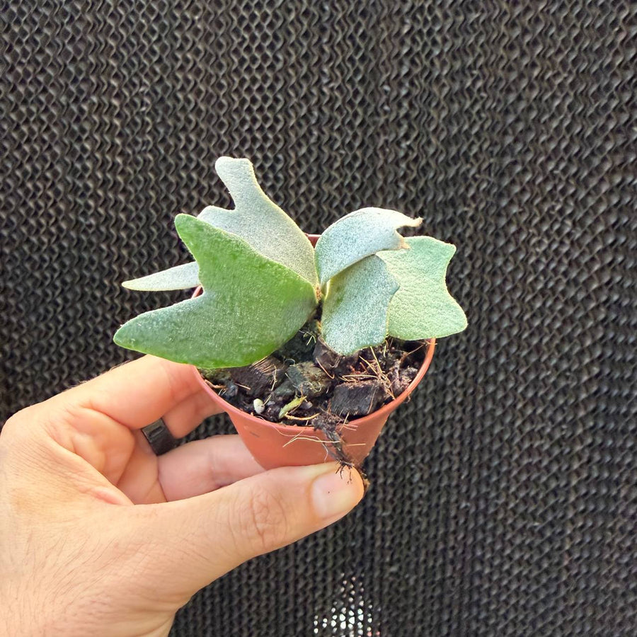 Platycerium Dwarf Jenny (קרן אייל ננסי)