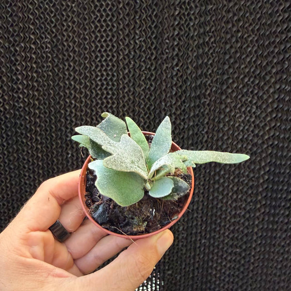 קרן אייל ג'ייד גירל ננסית (Platycerium Dwarf Jade Girl)