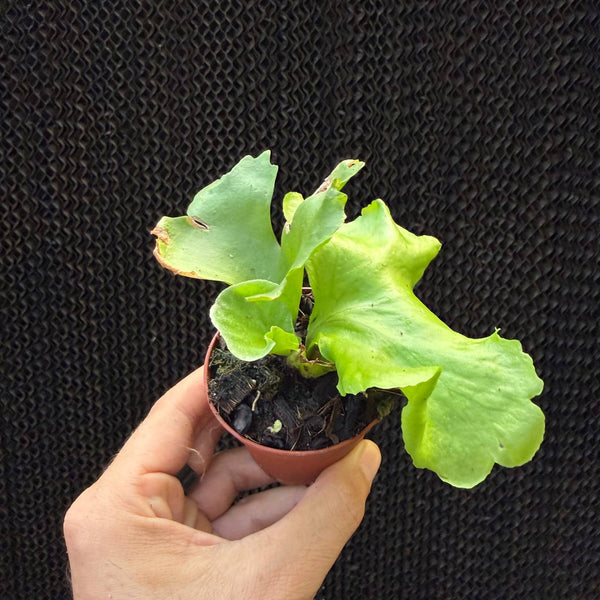 קרן אייל רידליי ננסי (Platycerium Ridleyi Dwarf)
