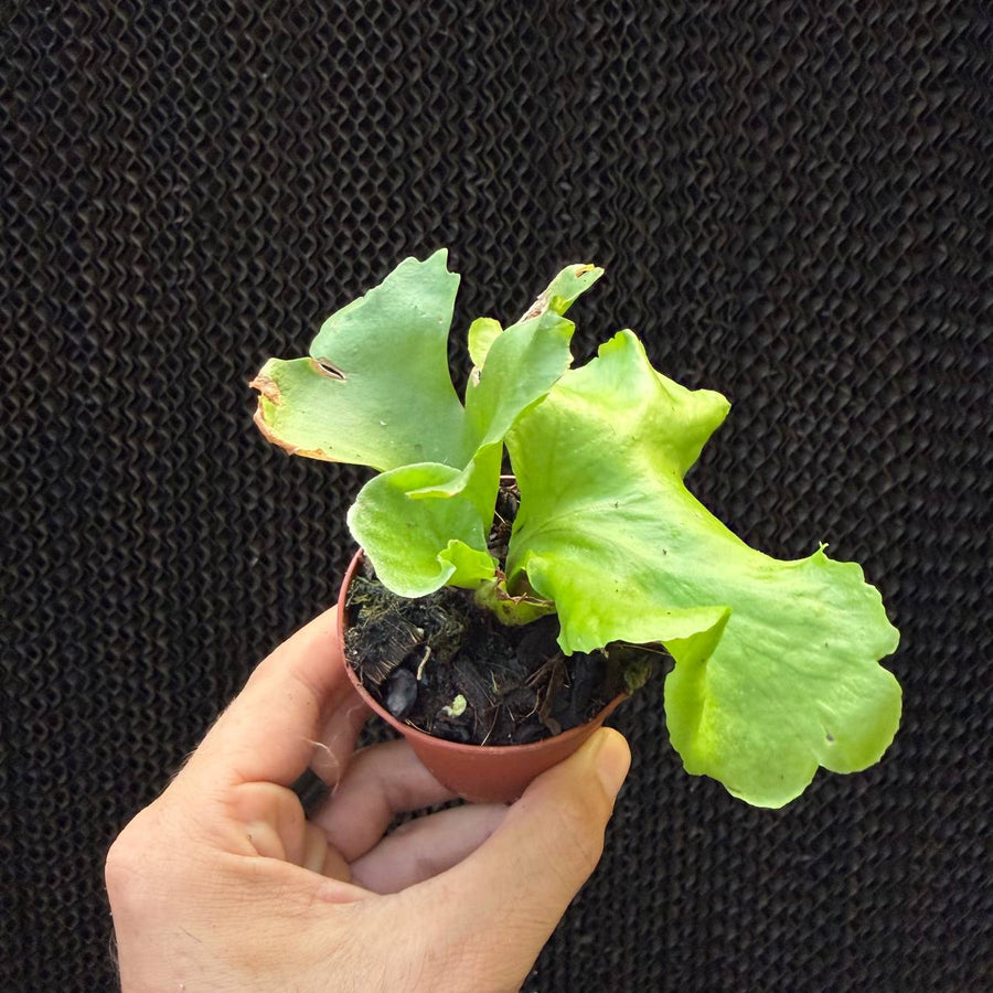קרן אייל רידליי ננסי (Platycerium Ridleyi Dwarf)