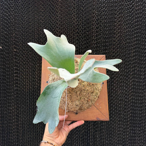 קרן אייל גינקה במסגרת 25×25 (Platycerium Ginka)