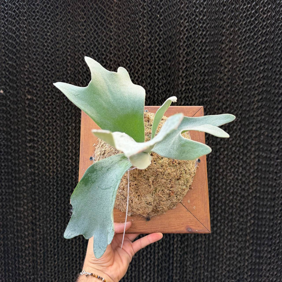 Platycerium Ginka במסגרת לתלייה 30×30