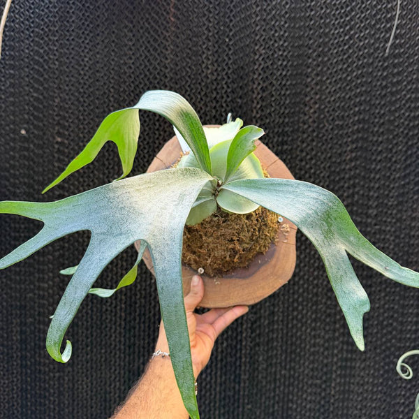 קרן אייל לבן על סיסם הודי (Platycerium SP White)