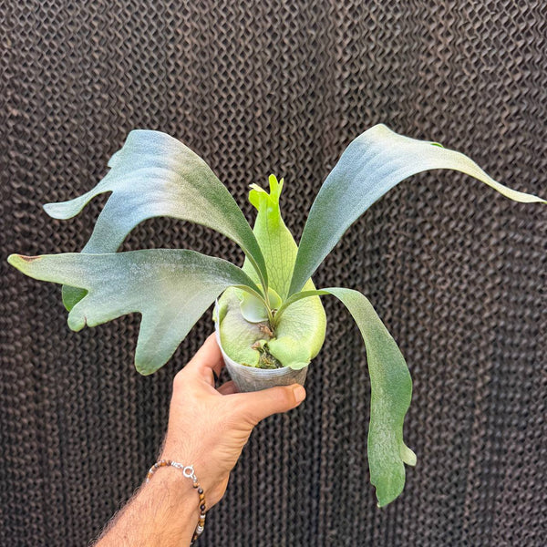 קרן אייל SS פונג (Platycerium SS Fong)