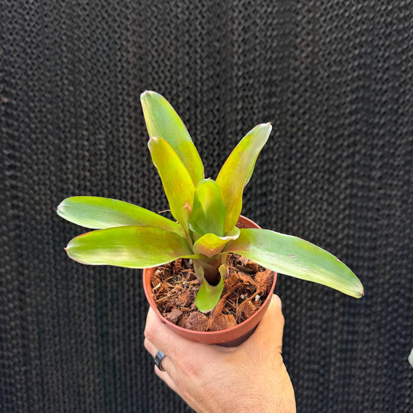 ניאורגליה פואגו אנצ'ו (Neoregelia Fuego Ancho)