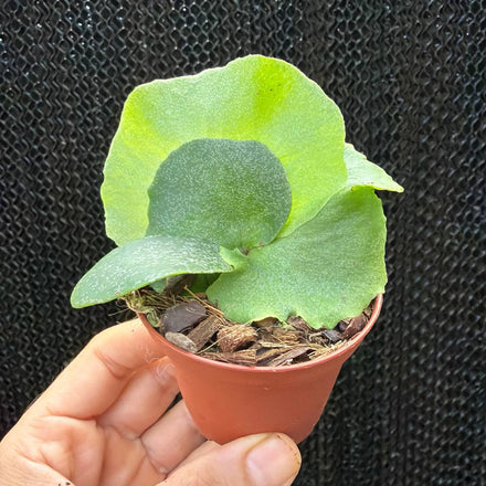 קרן אייל Platycerium willinckii x elephantotis