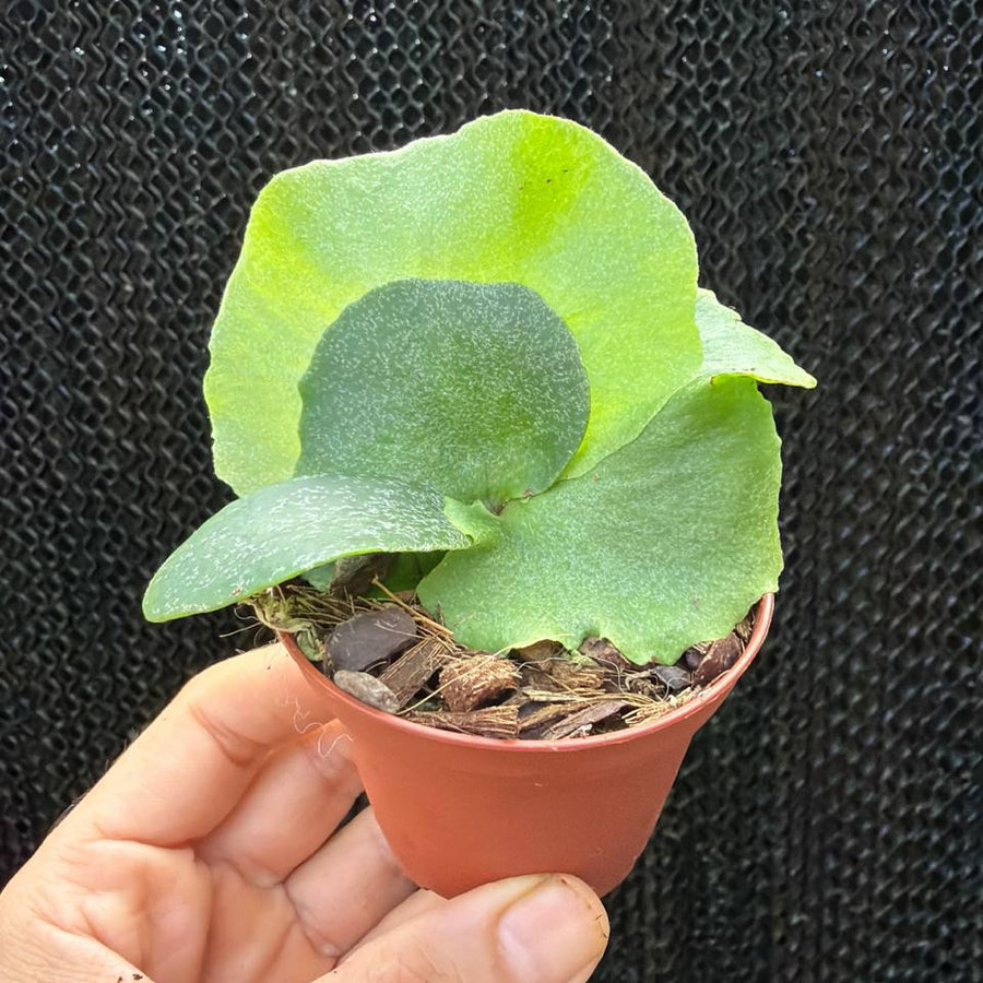 קרן אייל Platycerium willinckii x elephantotis