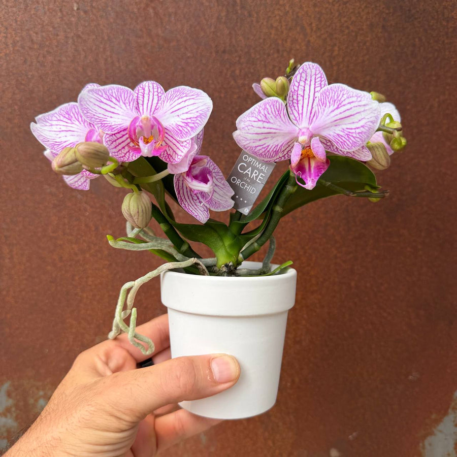 סחלב מולטיפלורה קנדי (Phalaenopsis Multiflora)