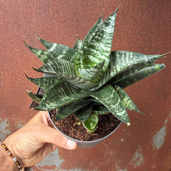 סנסיווריה סטאר מינג מארבל (Sansevieria Star Ming)