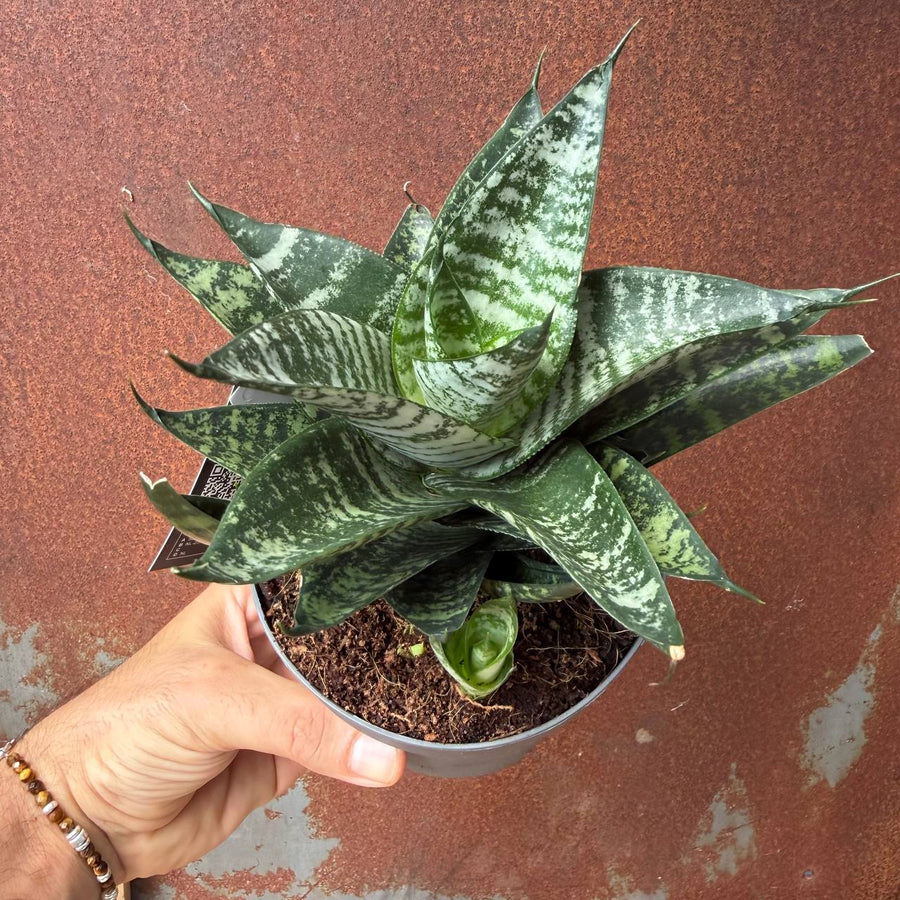 סנסיווריה סטאר מינג מארבל (Sansevieria Star Ming)
