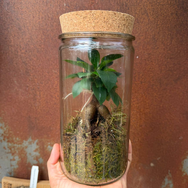 פיקוס מיקרוקרפה ג'ינסנג  בטטריום  (Ficus Microcarpa Ginseng)