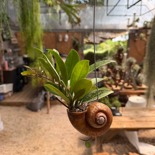 הויה בקונכייה (Hoya Shell)