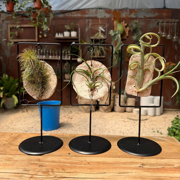 אריחי איוננטה במסגרת (Ionantha Tiles in Frame)