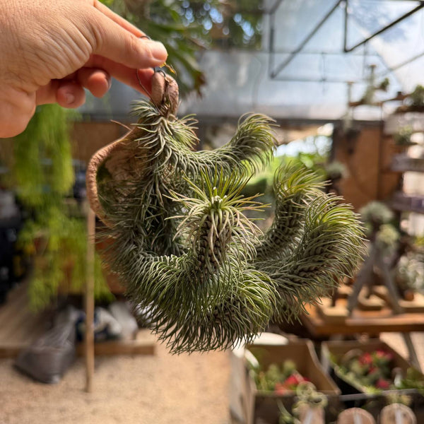 אריחי צמח אוויר לתלייה (Air Plant Tiles)