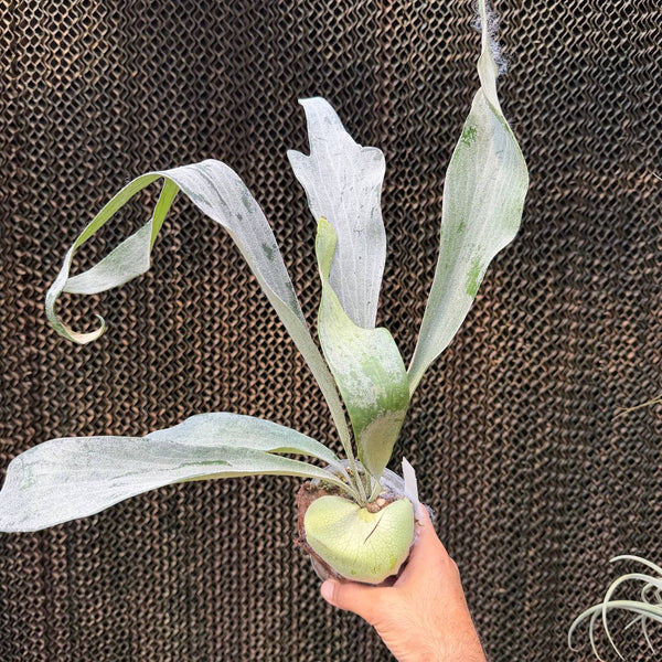 קרן אייל אומו וייט לאבר (Platycerium Omo White Lover)