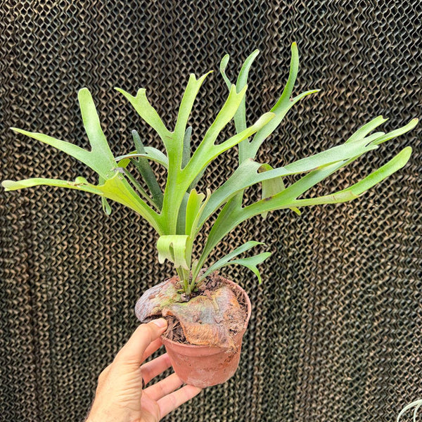 קרן אייל אלסיקורנה מדגסקר (Platycerium Alcicorne Madagascar)