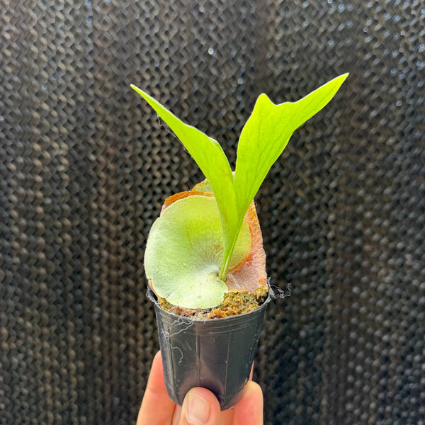 קרן אייל פופקורן (Platycerium Popcorn)