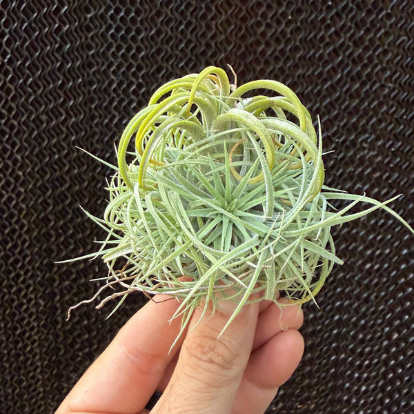 איוננטה קרוסל (Ionantha Carrousel)