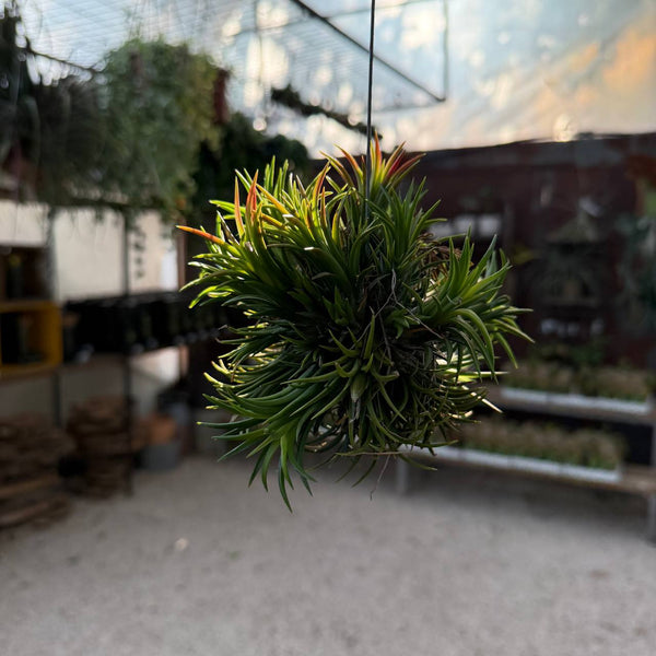 מושבת איוננטה פואגו קטנה (Ionantha Fuego Cluster S)