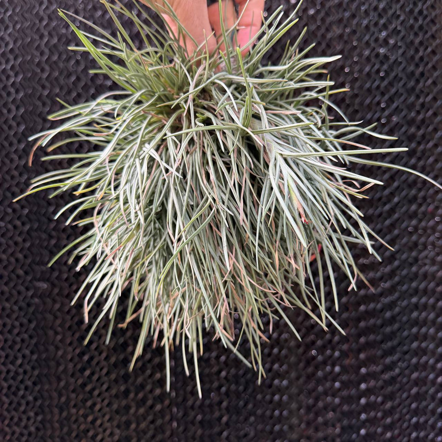 מושבת אלברטיאנה  (Albertiana Cluster)