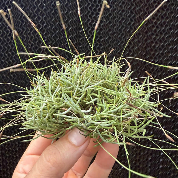 מושבת קפילריס (Capillaris Cluster)