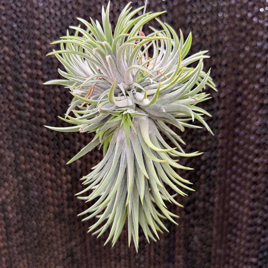 רוברה קלאסטר (Ionantha Rubra Cluster)