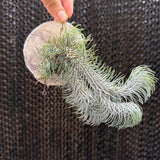 אריחי צמח אוויר לתלייה (Air Plant Tiles)