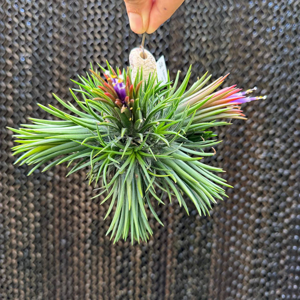 אריחי צמח אוויר לתלייה (Air Plant Tiles)