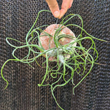 אריחי צמח אוויר לתלייה (Air Plant Tiles)