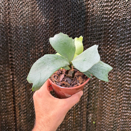 קרן אייל ווילינקי (Platycerium Willinckii)