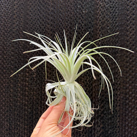 Gardnerii XL