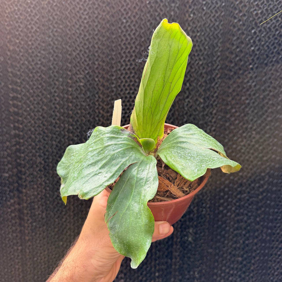 קרן אייל אלפנטוטיס - Platycerium elephantotis