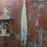טחב ספרדי (Spanish Moss / Usneoides)