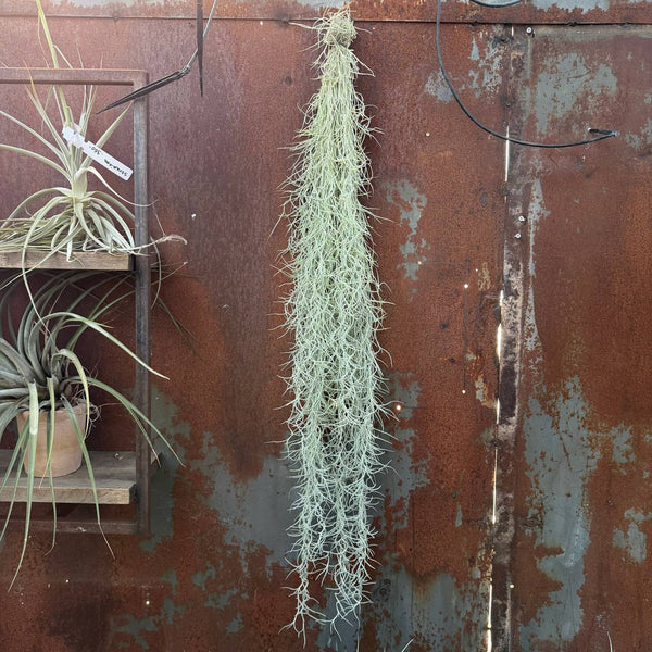 טחב ספרדי (Spanish Moss / Usneoides)