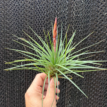טילנדסיה מוסקוסוי - Tillandsia Moscosoi