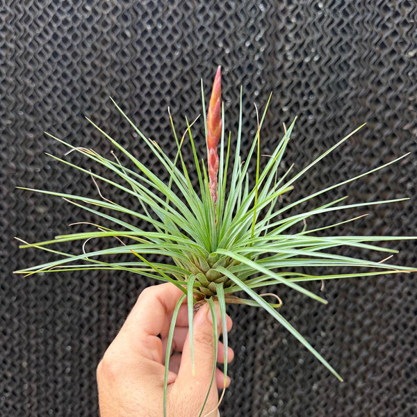 טילנדסיה מוסקוסוי - Tillandsia Moscosoi